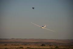 Summer soaring at Swellendam, South Africa