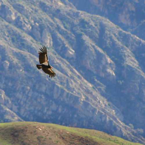 california-condor-flying-12.jpg